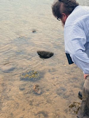 Sippican Land Trust
Alan Harris points out a jellyfish, Carolyn Tepolt shows off a periwinkle and Ospreys can be seen in their nest during the Sippican Lands Trust’s Tidal Pool Exploration on April 16 at Brainard Marsh. Photos by Jeffrey D. Wagner
