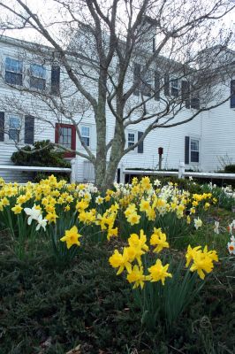 Daffodils Abound
Looking a lot like springtime in Rochester. Photo by Robert Chiarito
