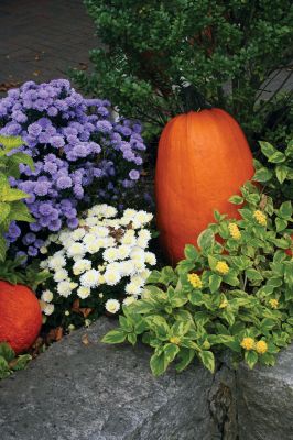 Autumn Arrangement
A beautiful mum arrangement adorns the front of the Marion Post Office, courtesy of the Marion Garden Club, on October 9, 2009.


