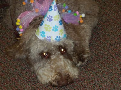 Sadie's Birthday
Sadie the 2-year-old goldendoodle rang in her second birthday in style at the Mattapoisett Library on Tuesday, November 13.  Sadie helps children learn to read every week at the library. In celebration of her birthday, the library will be collecting pet goods to be donated to a local animal shelter at the end of the month.  Photo by Katy Fitzpatrick. 
