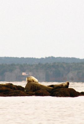 Harbor Seals 
From the shore at Brainard Marsh, we spotted these two harbor seals lounging on the rocks in the middle of the Weweantic River estuary. Photo by Jean Perry
