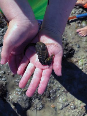 Seahorse
Oliver Zuther found a seahorse on Point Connett while he was exploring. He kept it in a bucket for an hour or so while other children and adults had a peek. With the help of another Point Connett buddy named CJ, the seahorse was safely released back into the water later in the afternoon. Photo courtesy Martha Zuther
