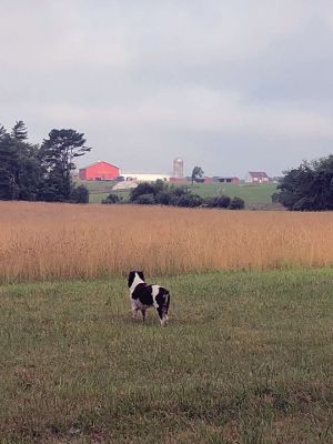 Shaw Farm Trail
A view of the Shaw Farm Trail. Photo courtesy Don Cuddy
