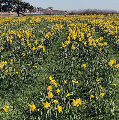 Daffodils 
Photo by Jen Shepley
