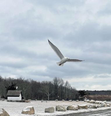 Winter Scene
Photo by Jennifer Shepley 

