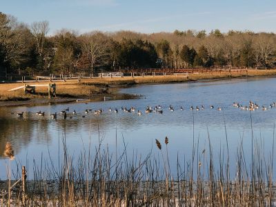 Canadian Geese
Photo by Jen Shepley
