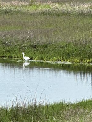 Mattapoisett
Jennifer Shepley shared this photo of an egret taken from the Rail 
