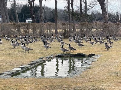 Geese in Mattapoisett
Photo by Jen Shepley
