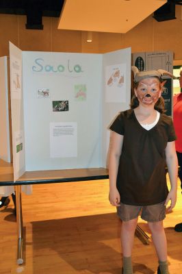 Sippican School Goes Wild
The fourth-grade students at the Sippican School treated classmates and family members to a virtual zoo on the morning of June 5. Students chose an animal, did their own online research, created display boards, and donned costumes to bring their animals to life. The zoo continues on Friday, June 6 from 9:00-10:00 am. Photos by Jean Perry
