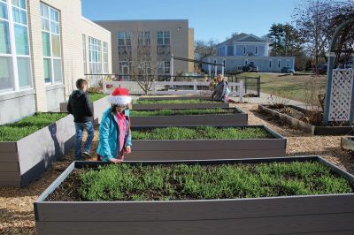 Sippican Gardening
Gardening project recently launched by Nate Sander of The Marion Institute. The children are learning about how the sun and soil work together to produce an environment conducive for plants. Photo by Mick Colageo 
