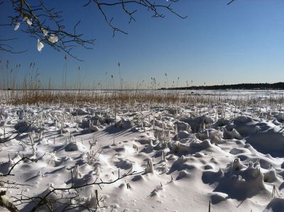 Blizzard of 2013
A more scenic side of the blizzard, Aucoot Cove on Sunday February 10. Photos by Shawn Sweet
