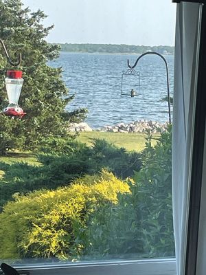 Hummingbird
A hummingbird enjoying the view. Submitted by Lynda Sorrenti
