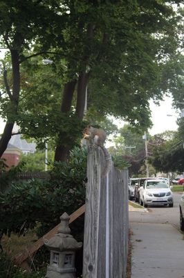 Squirrel on a Fence
As citizens were just digging in nearby at the Great Picnic, this squirrel found a banquet of his own on Barstow Street. Photo by Mick Colageo
