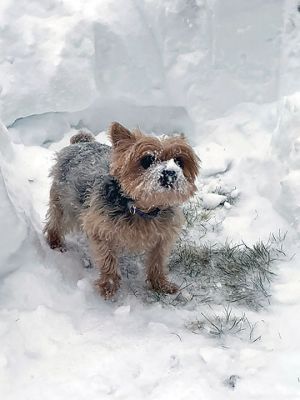 Yorkie
Too much snow for Yorkie. Photo by Joyce Lavoie
