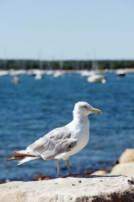 Summer Days
 Buzzards Bay was active this past Labor Day weekend with boaters and residents out enjoying the late summer weather on this unofficial last weekend of the summertime season. The colors of summer will soon shift to the colors of fall in the harbor, but not before a few more opportunities to take out those kayaks and sailboats with friends and family. Photos by Colin Veitch
