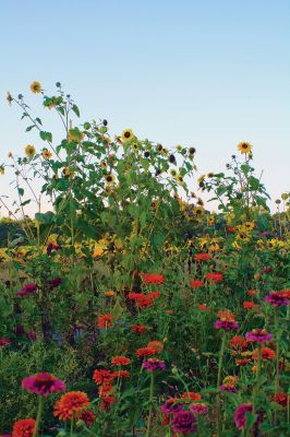 Sunflower Fun
A field of sunflowers and zinnias off Vaughn Hill Road in Rochester sparkles with color in the hot setting sun on Labor Day, one of the hotter and muggier of the summer days that set on the Tri-Town area after weeks of cooler, breezier weather. Photo by Jean Perry. September 4, 2014 edition
