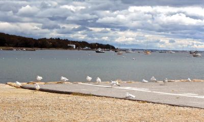 Mattapoisett
Teresa Dall shared some photos of the gorgeous sky and some seagulls from an early afternoon visit to the Town Beach and harbor last week in Mattapoisett
