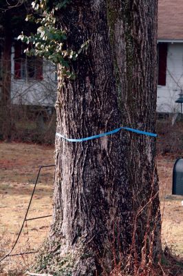 Tie a Blue Ribbon
Don't fear the ribbon. Marion residents may see blue ribbons around trees in the village area, marking particularly large trees near power lines. N Star has attached blue ribbons to "wish list" trees that they would like to remove. They will be in contact with the property owners, who will be able to grant or deny permission. Photo by Anne O'Brien-Kakley.
