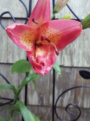 Lillies Blooming
Photo by Teresa Dall
