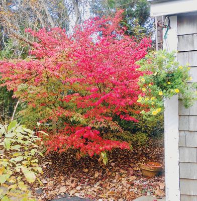 Burning Bush
Teresa Dall sent in this photo of a Burning Bush brightening her yard on North Street on this autumn day.
