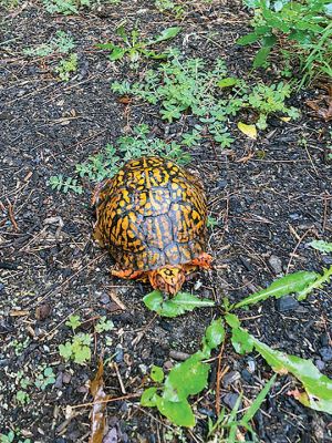 Terrapin
Carol Rhoads spotted this terrapin in Marion.
