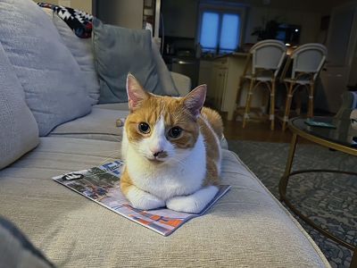 Tommy
Tommy, a Mattapoisett cat, is never too far from The Wanderer. Photo by Carol Rhoads
