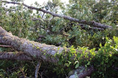 Tornado in Mattapoisett
An EF-1 tornado touched down late Tuesday morning in Mattapoisett. The unusual weather event downed power lines and hundreds of trees, knocking out power to many homes north of Route 195. Television news crews descended from Boston, as the Mattapoisett Fire and Police departments worked with utility companies and many power lines to clean up roads and assist area residents coming home to frightening scenes. Photo by Mick Colageo
