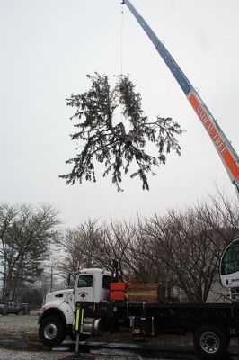 Spruce Tree
Amidst wet snow that tailed off into a cold Tuesday morning, the large spruce tree situated between the Elizabeth Taber Library and Sippican Elementary School was taken down after it was found to be a safety hazard. The tree is believed to have sustained a recent lightning strike, and large sections of the tree showed major rot. Some of the wood will be used to add to the memorial to four Sippican students honored at the site since 2009, and the bottom 3 feet of the trunk was preserved. 
