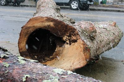 Spruce Tree
Amidst wet snow that tailed off into a cold Tuesday morning, the large spruce tree situated between the Elizabeth Taber Library and Sippican Elementary School was taken down after it was found to be a safety hazard. The tree is believed to have sustained a recent lightning strike, and large sections of the tree showed major rot. Some of the wood will be used to add to the memorial to four Sippican students honored at the site since 2009, and the bottom 3 feet of the trunk was preserved. 
