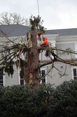 Spruce Tree
Amidst wet snow that tailed off into a cold Tuesday morning, the large spruce tree situated between the Elizabeth Taber Library and Sippican Elementary School was taken down after it was found to be a safety hazard. The tree is believed to have sustained a recent lightning strike, and large sections of the tree showed major rot. Some of the wood will be used to add to the memorial to four Sippican students honored at the site since 2009, and the bottom 3 feet of the trunk was preserved. 
