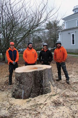 Spruce Tree
Amidst wet snow that tailed off into a cold Tuesday morning, the large spruce tree situated between the Elizabeth Taber Library and Sippican Elementary School was taken down after it was found to be a safety hazard. The tree is believed to have sustained a recent lightning strike, and large sections of the tree showed major rot. Some of the wood will be used to add to the memorial to four Sippican students honored at the site since 2009, and the bottom 3 feet of the trunk was preserved. 
