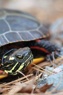 Turtle Power
Hello, there. I’m a handsome, male painted turtle from Rochester currently making my habitat at Doggett’s Brook. I enjoy sunning myself on rocks and logs and swimming in the slow-moving water, and eating insects, fish, and plants. I don’t have any teeth, but I have cool stripes and razor-sharp claws. I’m looking for a female who loves basking in the warm sun, mating, and wants lots of kids. April 4, 2019 edition
