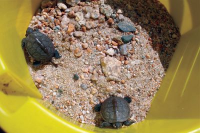 Marion Turtles
Early last week, diamondback terrapin turtles emerged from their eggs on a beach in Marion.  Local turtle experts Don Lewis and Susan Wieber Nourse collected the hatchlings in order to care for them until they are strong enough to be deposited in the local salt marshes.  Photo by Eric Tripoli.
