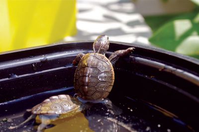 Marion Turtles
Baby turtles may be small, but they are intrepid.  Turtles on the whole will always try to make their way back to their birthplace thanks to their strong nesting instincts.  Photo by Eric Tripoli.
