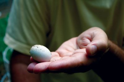 Marion Turtles
Don Lewis holds the egg of a diamondback terrapin turtle.  In a few weeks, a baby turtle will use its "egg tooth" (a temporary protrusion on its snout) to break through the leathery soft shell.  Photo by Eric Tripoli.
