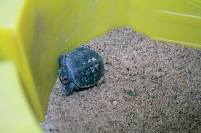 Turtle Care
Some of the residents of Jenney Lane at The Cove in Marion have found a new passion in rescuing diamond-backed terrapin eggs and safely releasing the hatchlings into the wild. A private neighborhood group, along with “Turtle Guy” Don Lewis and wife Sue Weiber Nourse, created a terrapin habitat restoration project knows as the turtle garden at The Cove. The project has seen success this year with an increase in new terrapin nests over last year. Photos by Jean Perry
