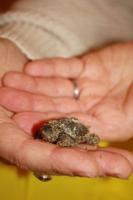 Turtle Care
Some of the residents of Jenney Lane at The Cove in Marion have found a new passion in rescuing diamond-backed terrapin eggs and safely releasing the hatchlings into the wild. A private neighborhood group, along with “Turtle Guy” Don Lewis and wife Sue Weiber Nourse, created a terrapin habitat restoration project knows as the turtle garden at The Cove. The project has seen success this year with an increase in new terrapin nests over last year. Photos by Jean Perry
