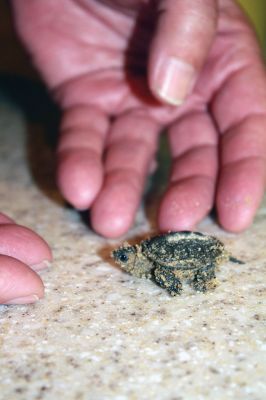 Turtle
Some of the residents of Jenney Lane at The Cove in Marion have found a new passion in rescuing diamond-backed terrapin eggs and safely releasing the hatchlings into the wild. A private neighborhood group, along with “Turtle Guy” Don Lewis and wife Sue Weiber Nourse, created a terrapin habitat restoration project knows as the turtle garden at The Cove. The project has seen success this year with an increase in new terrapin nests over last year. Photos by Jean Perry
