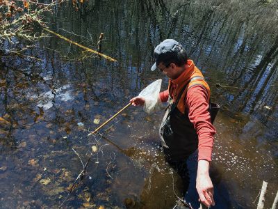 Vernal Pools
On April 21, Gary Johnson of the Mattapoisett Land Trust led a group to the vernal pool located off Long Plain Road in the Woodcock Preserve where he detailed the steps in achieving state certification of these important ecosystems, the breeding places for many endangered species. Photos by Marilou Newell
