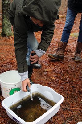 Vernal Pools
An April 17 exploration of a vernal pool led by Mattapoisett Land Trust Treasurer and wildlife expert Gary Johnson led a party of 10 along a muddy trail through the woods off Angelica Avenue past a forest clearing and ultimately to two vernal pools. Photo by Mick Colageo
