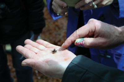 Vernal Pools
An April 17 exploration of a vernal pool led by Mattapoisett Land Trust Treasurer and wildlife expert Gary Johnson led a party of 10 along a muddy trail through the woods off Angelica Avenue past a forest clearing and ultimately to two vernal pools. Photo by Mick Colageo
