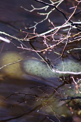 Vernal Pools
Gary Johnson of the Mattapoisett Land Trust led about a dozen on an excursion to the vernal pool at the Woodcock Preserve off Long Plain Road on Saturday, April 16, where they spotted the egg masses of the blue-spotted salamander, a species of ‘special concern,’ and the wood frog. The vernal pool is the only habitat for the blue-spotted salamander to lay its eggs. Photos by Jean Perry
