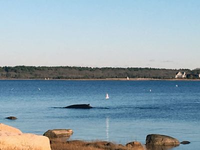 Whale Watch
On December 2, a small, curious humpback whale surfaced in Marion between Nye’s Wharf and Ram Island. Long-time residents of the town couldn’t remember a prior whale sighting. The animal looked to be about 20 feet long. Marion resident Michael Moore guessed from its size that the whale was young -- and a sight that young humans would not want to miss. Just before dismissal, students at Sippican School heard the voice of Hannah Moore, their music direction, over the intercom. Photo by by Barbara Ann Markel
