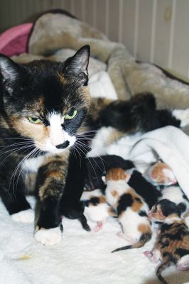 Waddles
‘Waddles’ the cat gave birth on Saturday, April 23, to the largest litter of kittens that Pamela Robinson, owner of It’s All About the Animals cat shelter in Rochester, had ever seen. Robinson and the vet delivered a whopping litter of 12 kittens, with 10 surviving the birth. The average litter is four kittens. Photo by Jean Perry
