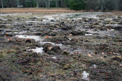 Washburn Park
Tire ruts and mounds of mud dug up by the tires of ATVS currently mar the grounds at Washburn Park in Marion. The Charles R. Washburn Trust has ordered signage and will install surveillance cameras in hopes of preventing future damage to the park grounds. ATV use at the park is strictly prohibited. Photos by Jean Perry
