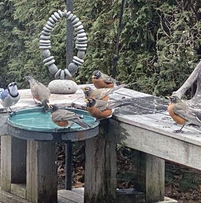 Winter Robins
Winter Robins at Brandt Beach by Marcia Parker.
