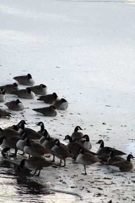 Practically Penguins 
The waterfowl in the harbors, rivers, and estuaries of Mattapoisett over the weekend got a taste of what it’s like to be penguins. They are seen here huddling for warmth, scavenging for food, and sharing the tight spaces of whatever scarce water surface area remained Sunday at sunset. Photos by Jean Perry
