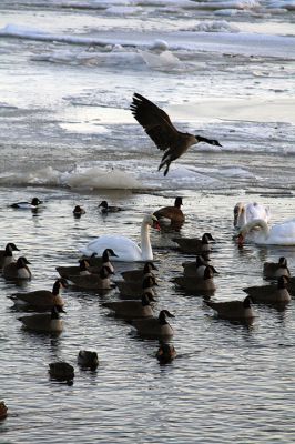 Practically Penguins 
The waterfowl in the harbors, rivers, and estuaries of Mattapoisett over the weekend got a taste of what it’s like to be penguins. They are seen here huddling for warmth, scavenging for food, and sharing the tight spaces of whatever scarce water surface area remained Sunday at sunset. Photos by Jean Perry
