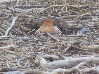 Bird Island
A Killdeer plays possum to keep potential predators away from her nest during the Marion Natural History Museum's after-school group visit on Wednesday April 26, 2011. Bird Island is one of the few remaining nesting sites of the Roseate Tern, which are due to arrive any day now. Photo courtesy of Elizabeth Leidhold.
