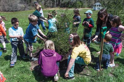 SLT Arbor Day
Children and parents came together Saturday, April 27th to help the Sippican Lands Trust (SLT) and The Trustees of Reservations (TTOR) plant Atlantic White Cedar saplings in an initiative to re-introduce this rare, native species back onto SLT and Town properties.  
